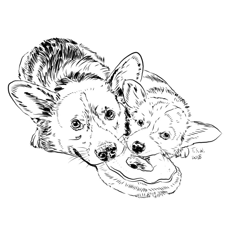 Corgy illustration