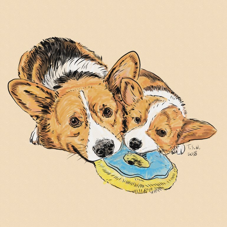 Corgy Illustration
