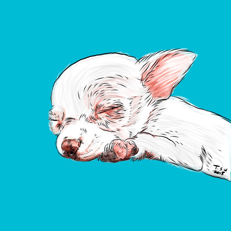 Custom dog illustration