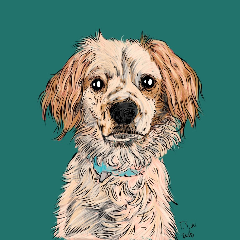 Dog drawing