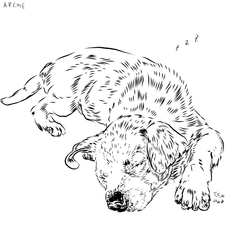 Dog drawing