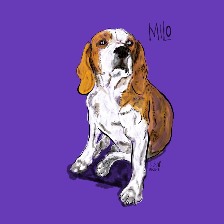 Beagle drawing
