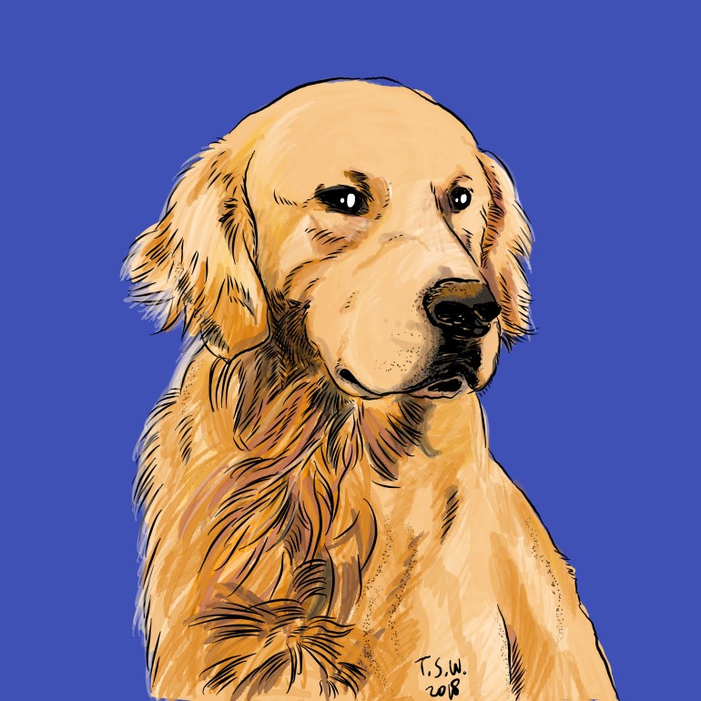 Golden retriever illustration
