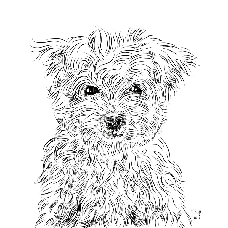 Havanese dog Havanese dog