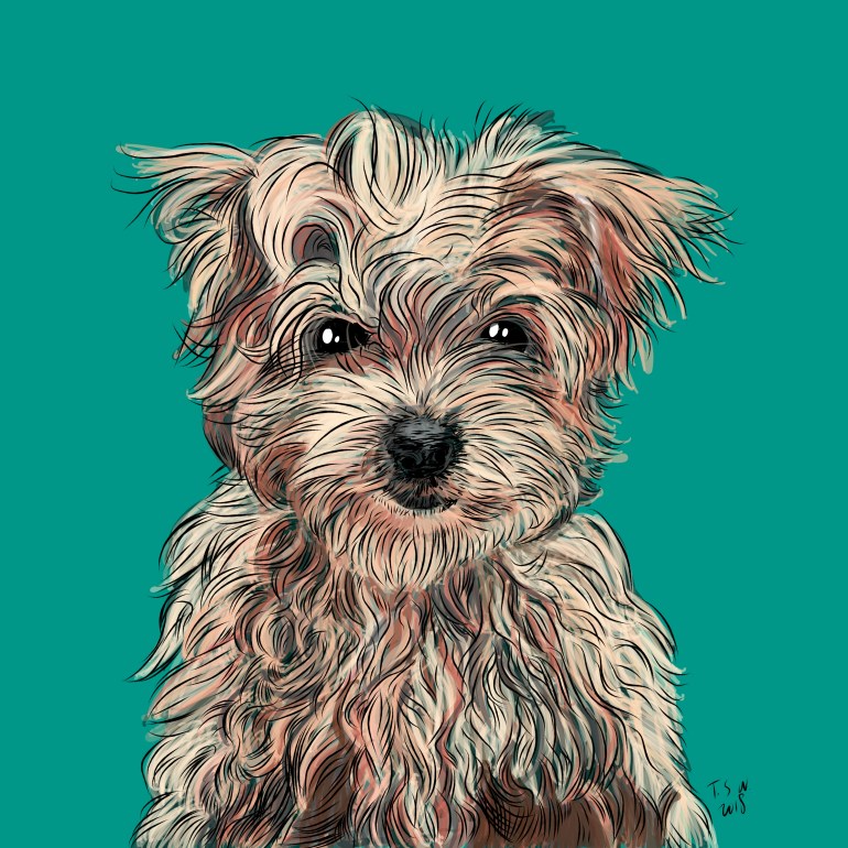 Havanese Dog Havanese Dog