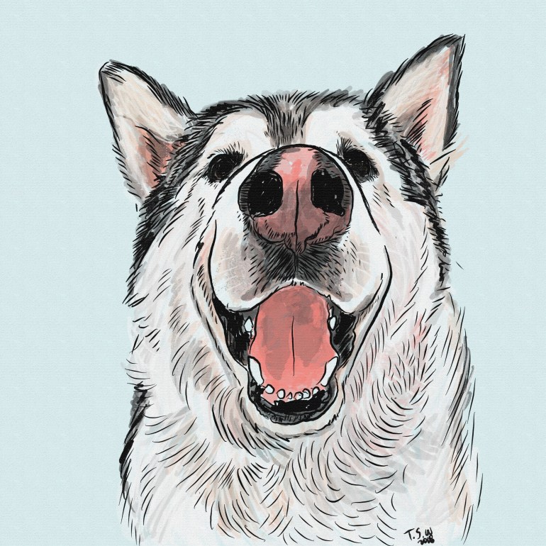Alaskan Malamute illustration