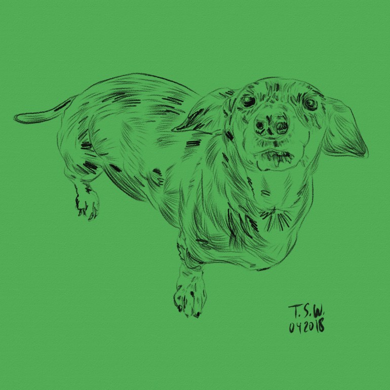 Drawing a dog