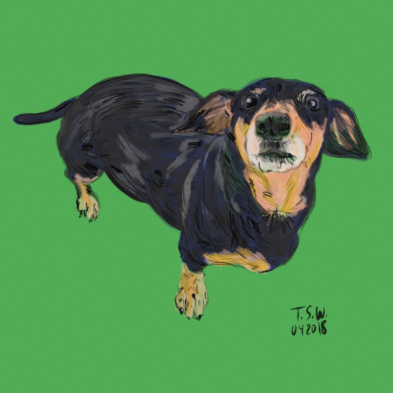 Drawing a dog
