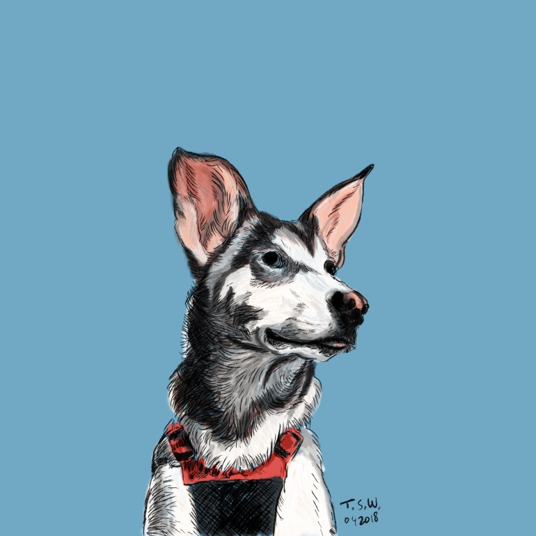 Custom dog drawing